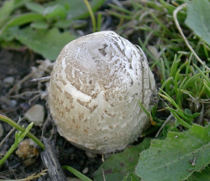 1324 Aprile vecchio ritrovamento